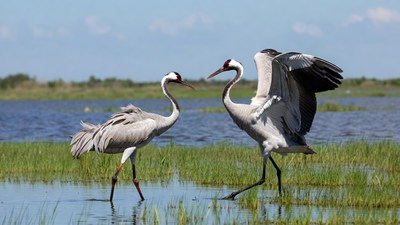 Two Red-Crowned Cranes Facing in Marsh