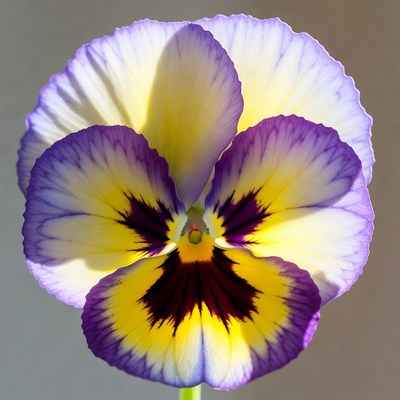 Purple and yellow pansy flower