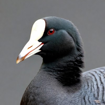 Closeup of Eurasian Coot Bird