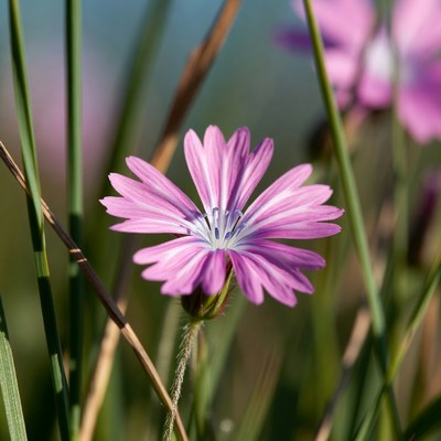 Pink Chickweed Flower in Grass