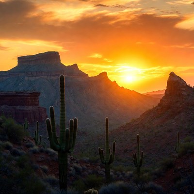 Saguaro Cacti at Sunset in Desert Canyon