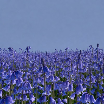 Purple Bluebell Flower Field