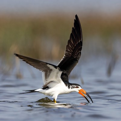 Black Skimmer Bird Feeding in Water
