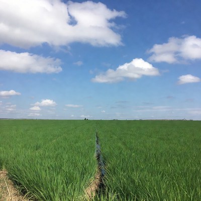 Green rice paddy field with water channel