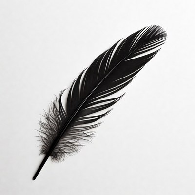 Black feather on white background