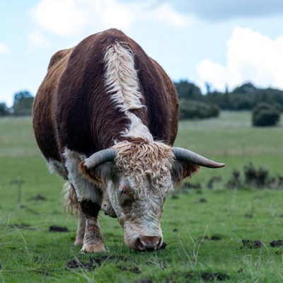 Brown White Bull Grazing Grass