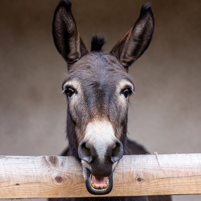 Donkey smiling over wooden fence