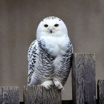 Snowy Owl Perched on Wooden Fence