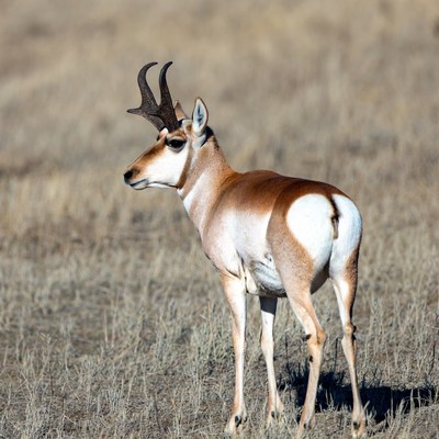 Pronghorn antelope standing in dry grass