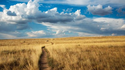 Winding path through golden grass field