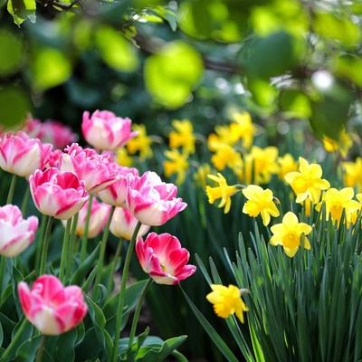 Pink Tulips and Yellow Daffodils in Garden