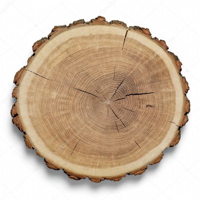 Tree stump cross section