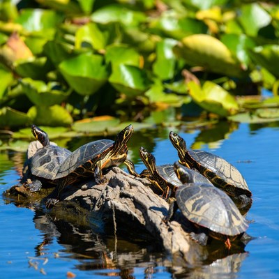 Group of Turtles on Log in Lily Pads
