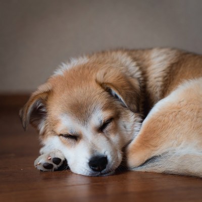 Sleeping Golden Retriever Puppy