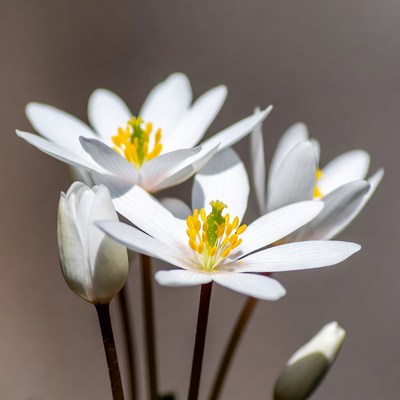 Cluster of White Windflowers with Yellow Centers