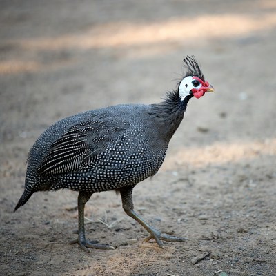 Guinea fowl standing on dirt ground