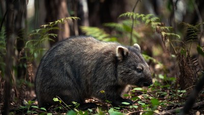 Wombat in Australian forest