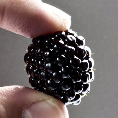 Hand holding ripe blackberry