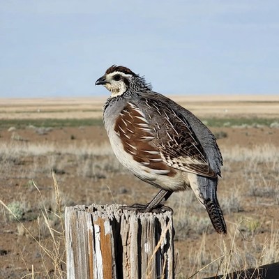Quail perched on wooden post
