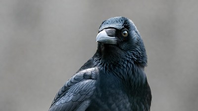 Close-up of raven staring intently