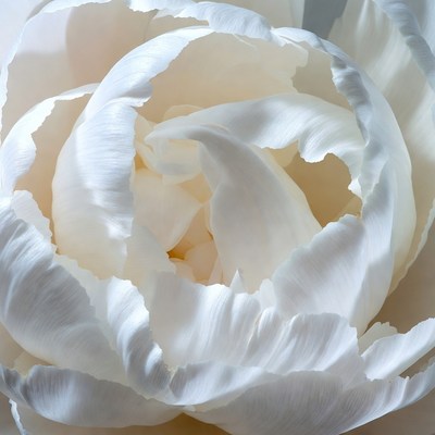 White Peony Flower Closeup