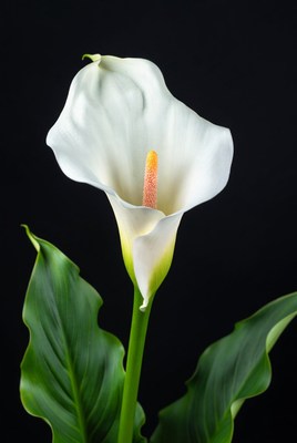 White Calla Lily on Black Background