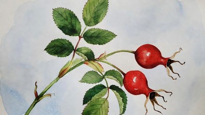 Rose Hips with Green Leaves