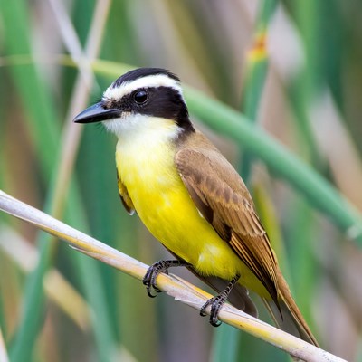 Great Kiskadee Bird on Reed