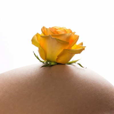 Yellow Rose on Pregnant Belly