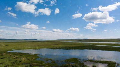 Vast Green Wetland Under Blue Sky
