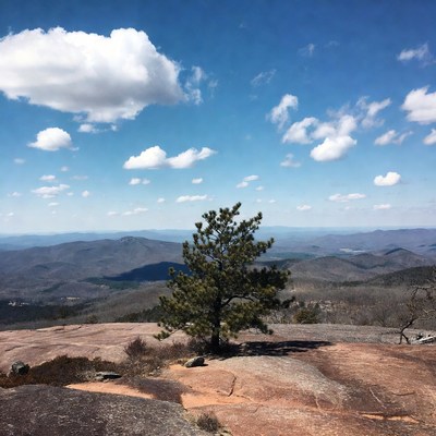 Lone pine tree on rocky mountain overlook