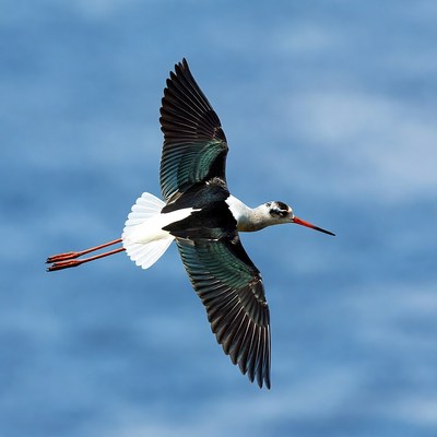 Black-winged Stilt Flying in Sky