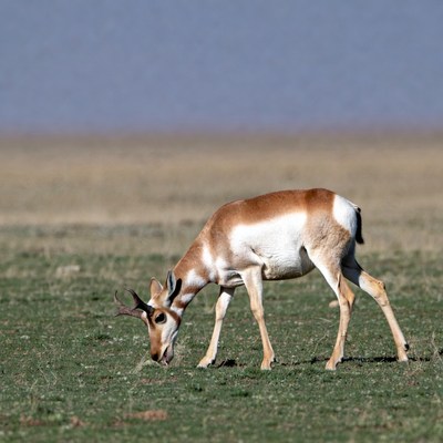 Pronghorn antelope grazing in field
