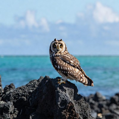 Short-eared Owl on Lava Rock Beach