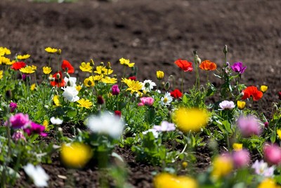 Colorful Poppies and Daisies in Soil