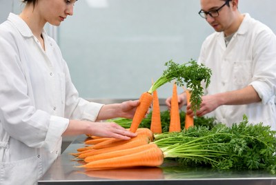 Scientists Examining Fresh Carrots