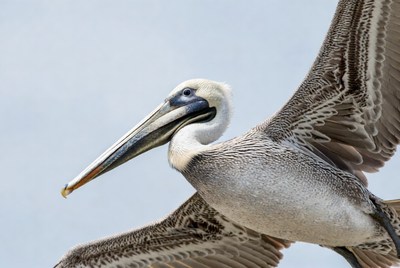 Brown Pelican Flying with Wings Spread
