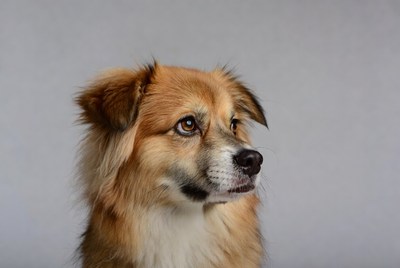 Fluffy Collie Dog Profile View