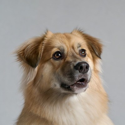 Fluffy Golden Dog Portrait