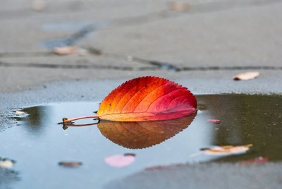 Red autumn leaf in puddle reflection