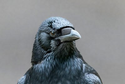 Close-up of raven portrait