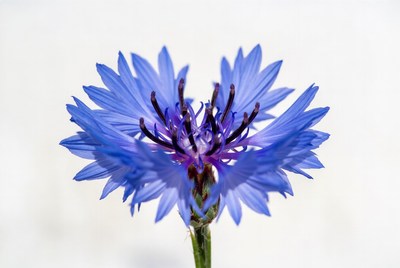 Blue Cornflower Flower Closeup