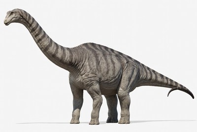 Brontosaurus dinosaur on white background