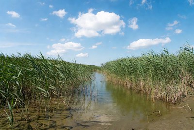 Reed-lined water channel in marsh