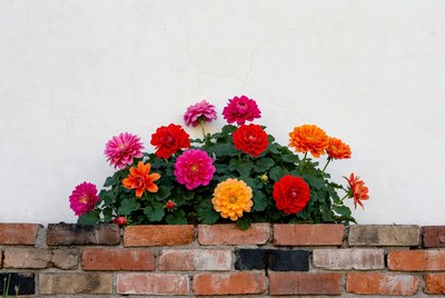 Colorful Dahlias in Brick Planter