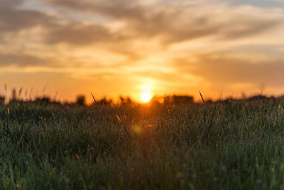 Sunset over tall grass field