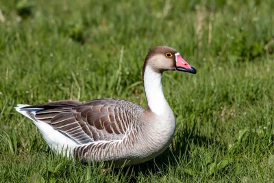 Spur-winged Goose on Grass