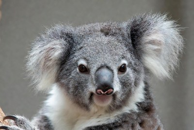 Close-up koala bear face