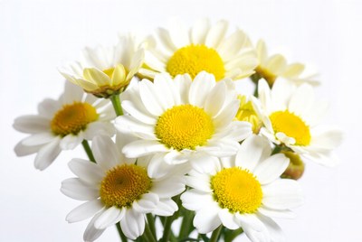 Bunch of white daisies