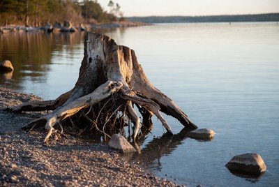 Tree stump by lakeshore